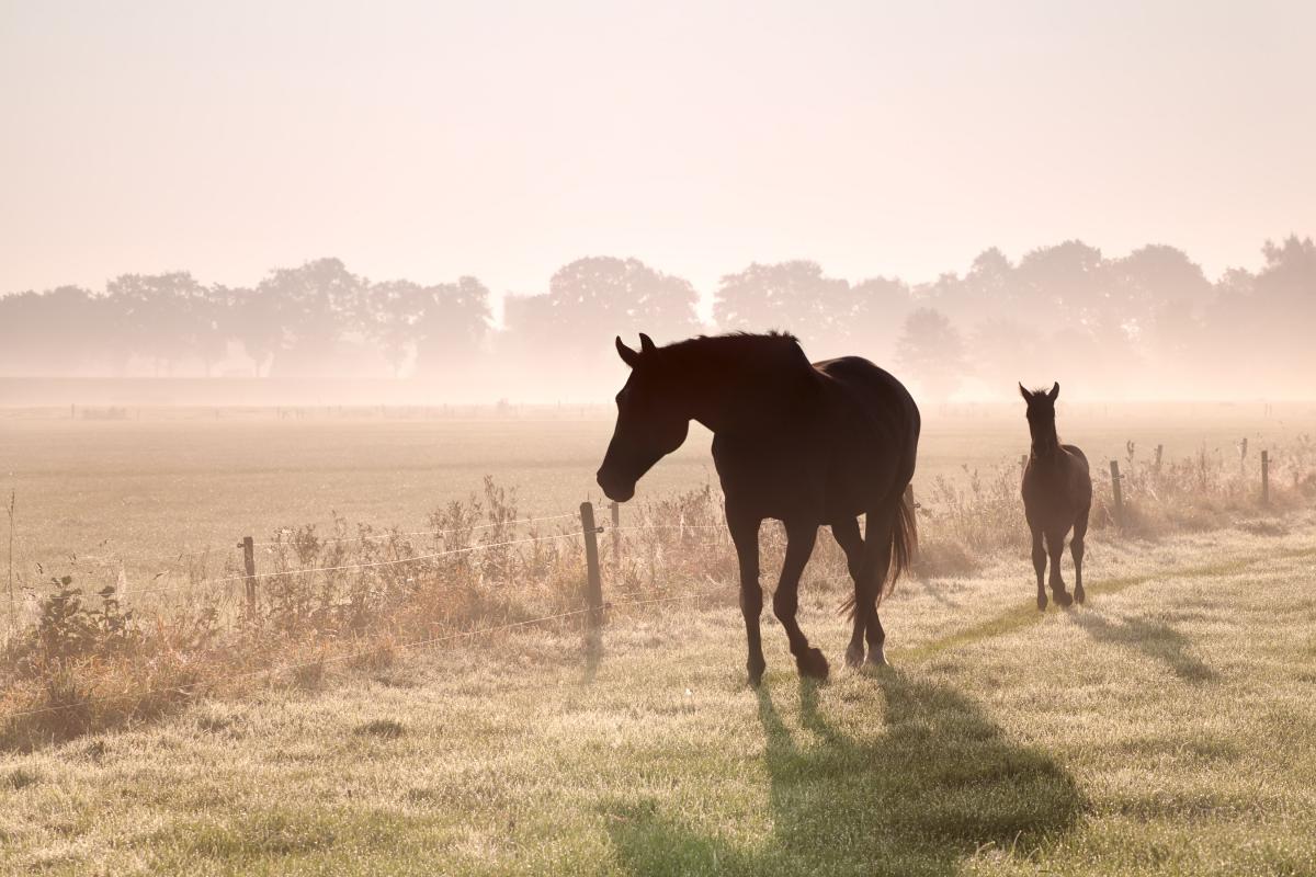 An image of a horse and her foal in the morning light.