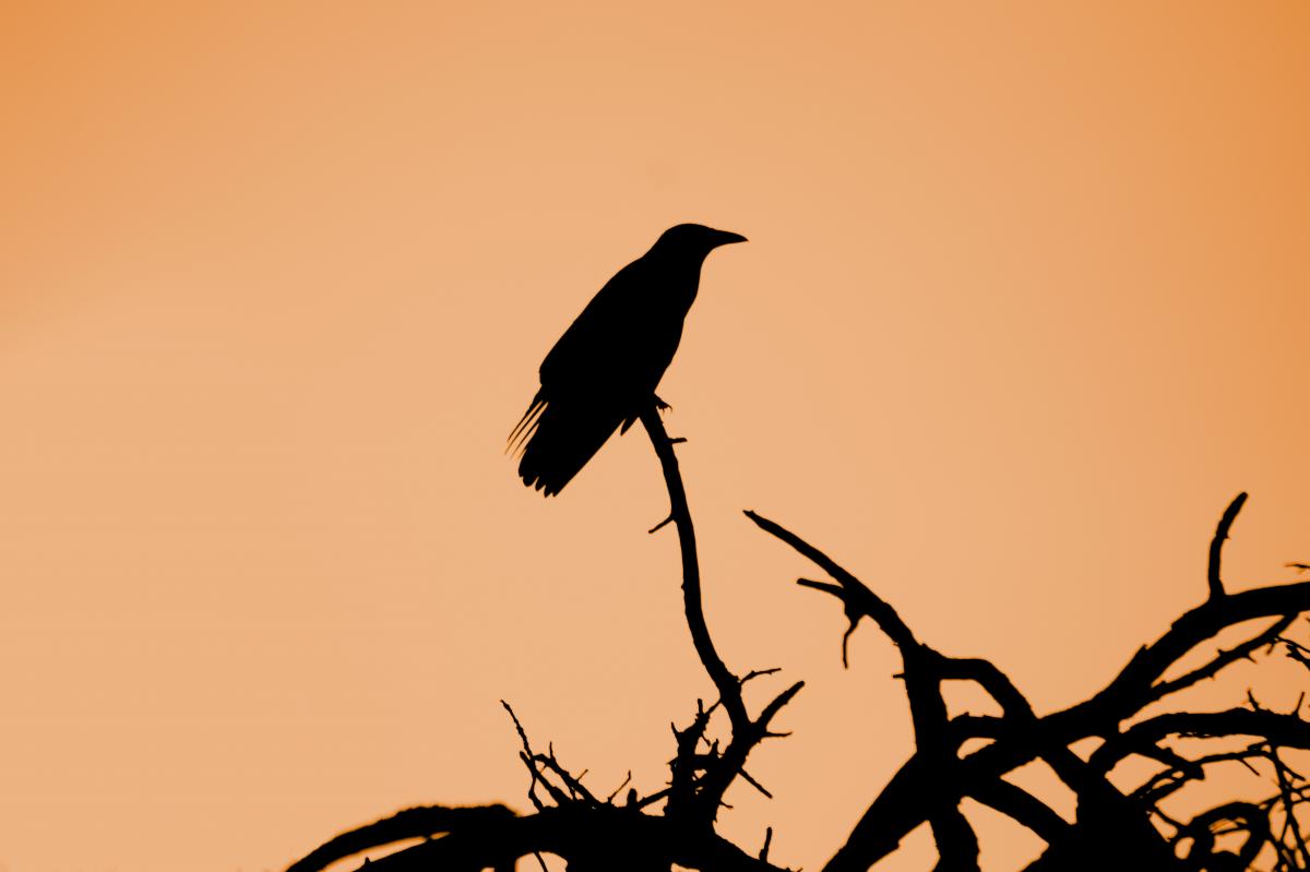 Crow on a branch against an orange sky, photo by Alexander Sinn