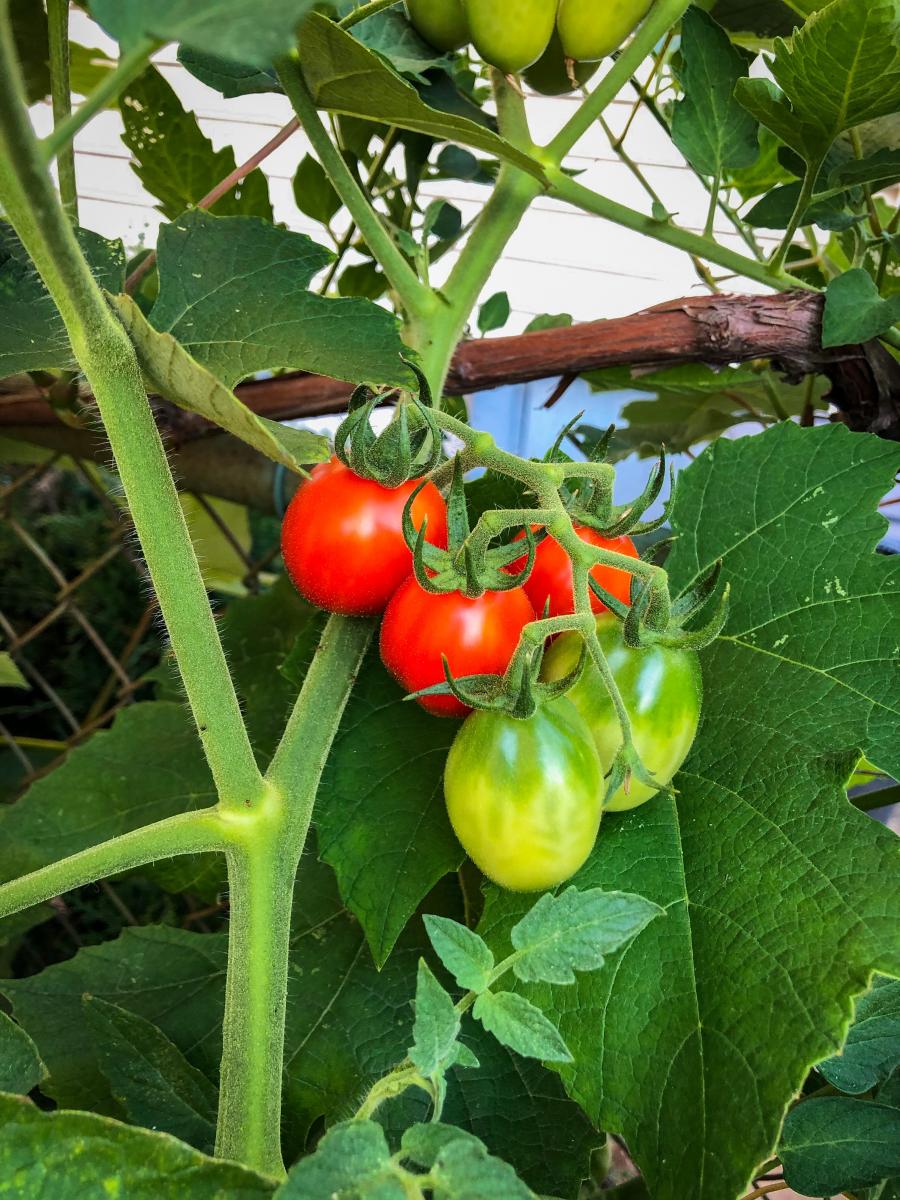 Red and green tomatoes on a vine, photo by Bonnie Kittle