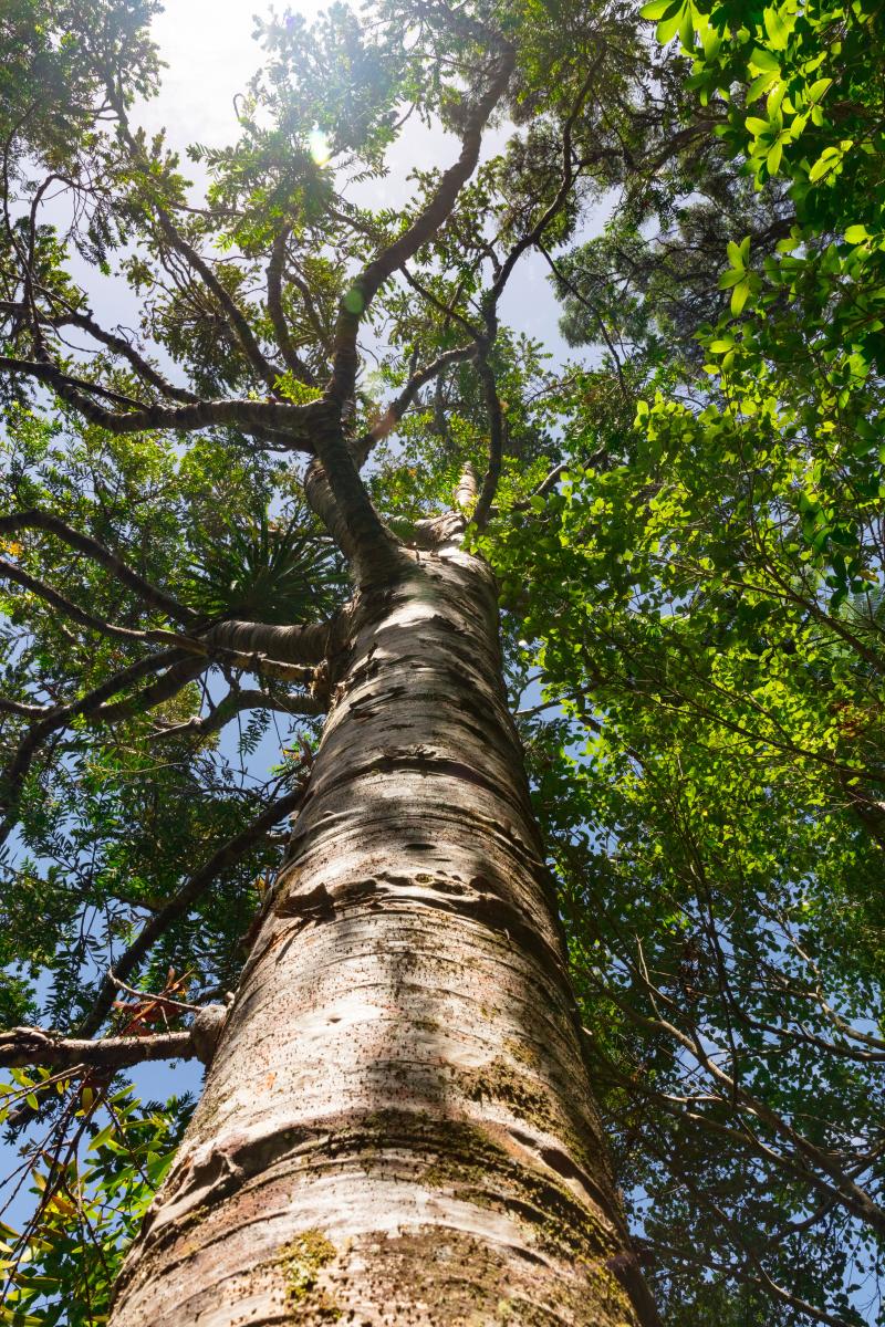 A tree with green leaves from a ground's eye view / photo by Jon Moore