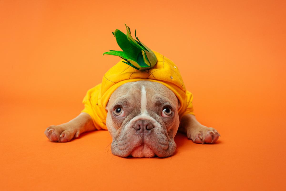 A small dog in a pineapple costume against an orange background / photo by Karsten Winegeart