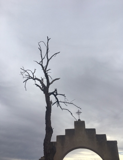 barren tree over mission