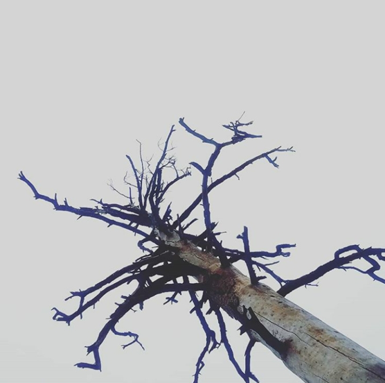 Barren tree against a gray sky