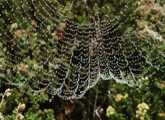 Spider web with droplets of water 