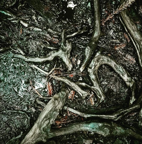 Tree roots