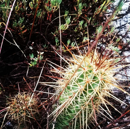 Small cactus after rain