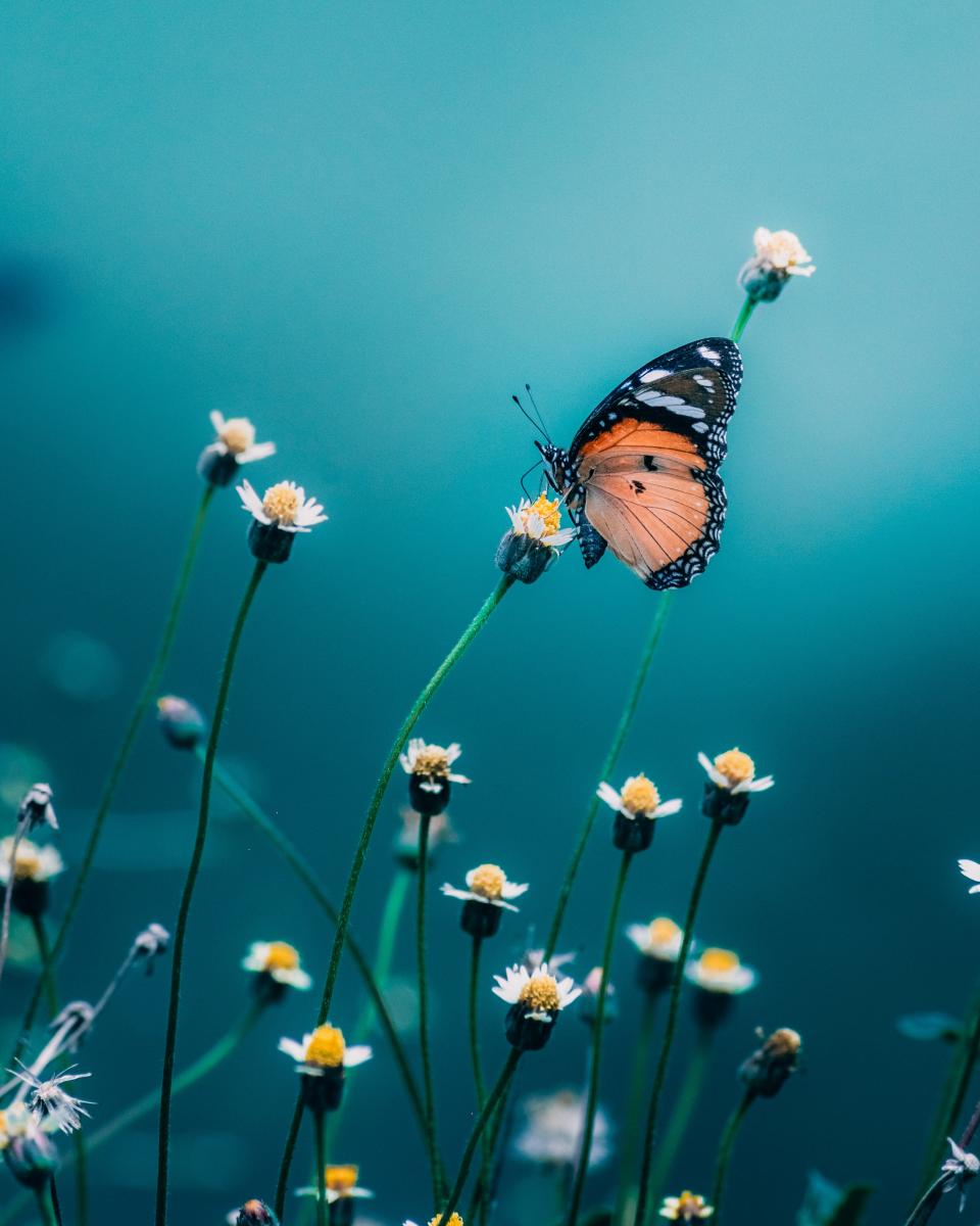Butterfly in flowers / photo by Sagar Kulkarni