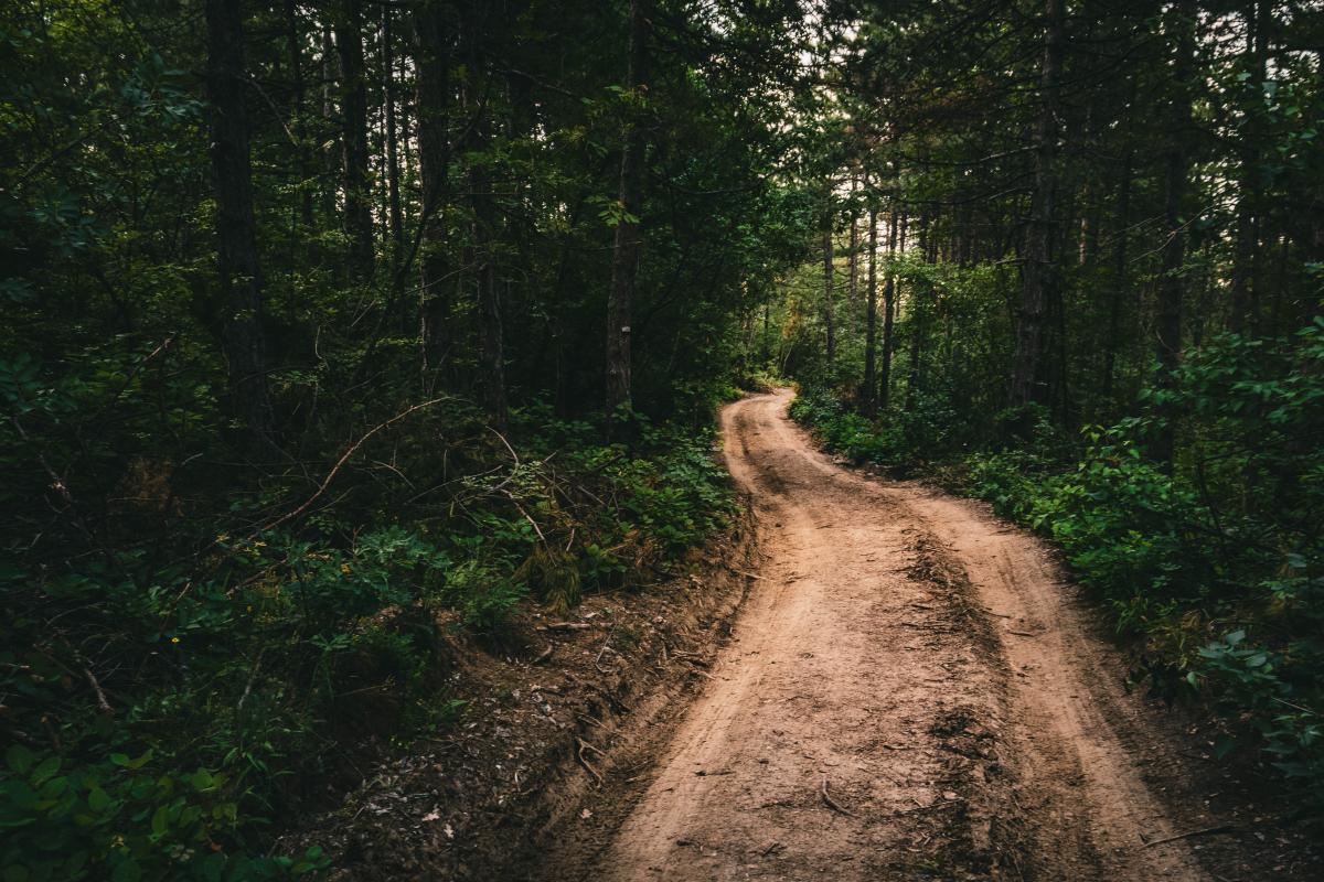 Dirt path in a Bulgarian forest / photo by Stefan Gogov