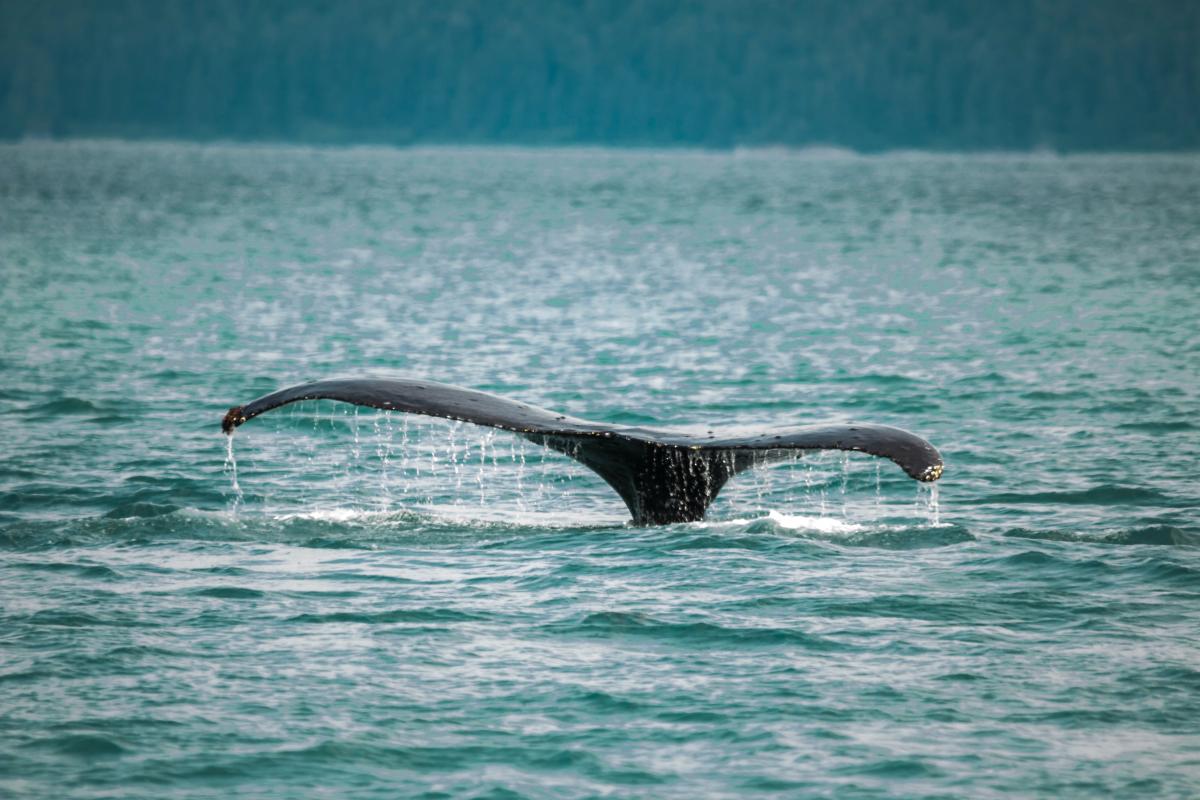 A whale's tail rises above blue water