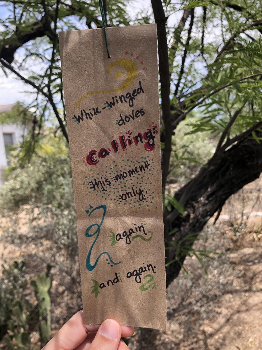 Weathergram in a mesquite tree reading "White-winged doves calling: this moment only, again and again."