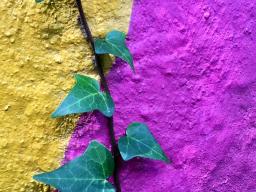 yellow and purple wall with leaves growing out of a crack