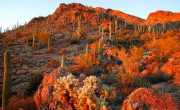 Tucson desert, autumn