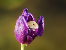 Mouse in a purple tulip / photo by Belinda Fewings