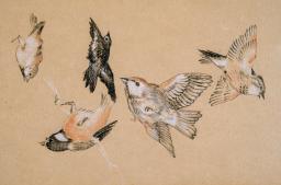 drawing of various types of birds on beige paper