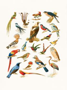 Vintage drawing of various birds including peacocks, parrots and owls