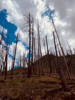 Photo of trees burned in a forest fire. 