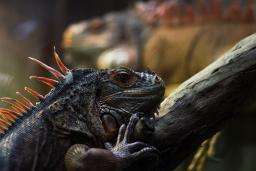 Iguana with bright orange spikes on a tree branch 