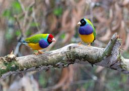 Two Gouldian finches sitting on a branch, image by David Clode