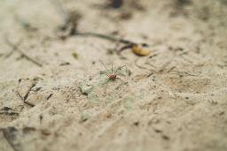 Daddy long legs spider on the dirt, photo by Ethan Unzicker