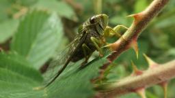 cicada sitting on a branch with leaves