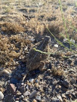 Horny toad in the grass, photo by Tyler Espinoza 