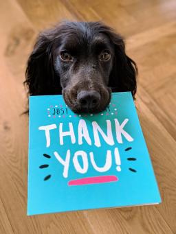 A black dog holds a blue card that says, "Thank you!" on it. Photo by Howie R.