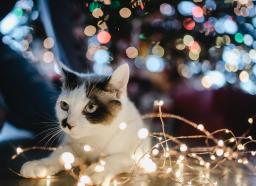 Black and white cat entangled in white holiday lights