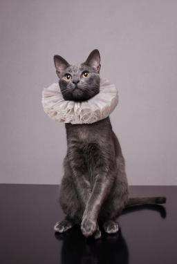 Cat wearing ruffled, Elizabethan collar / photo by Luku Muffin