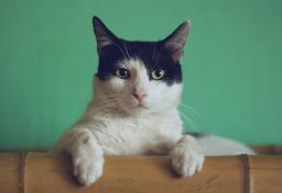 Black-and-white cat perched on a chair against a green background / photo by Manja Vitolic