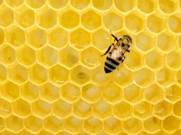 A bee on yellow honeycomb, photo by Matthe T Rader