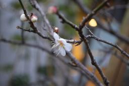 Plum Blossom at Basho Museum