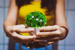 Hands holding a small plant / photo by Quah Choong Ming