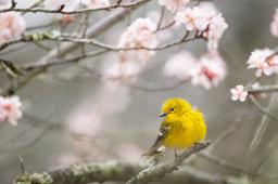 A yellow bird on a branch of pink flowers / photos by Ray Hennessy