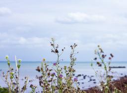 purple flowers in front of a seascape