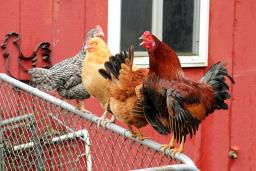 Four chickens on a fence in front of a red wall / photo by Robert Bottman