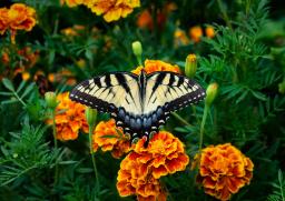 A butterfly rests on bright orange marigolds / photo by Robert Zunikoff