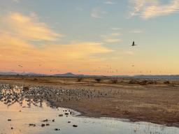 sandhill cranes in a draw