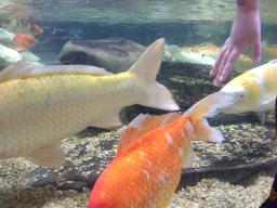 a small pale toddler hand reaches into a fish tank with white and golden fish