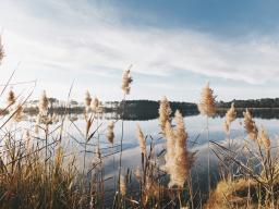 brown cattails in the foreground of a natural landscape featuring a river and rolling hills