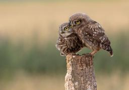 Two owls sitting on a tree stump