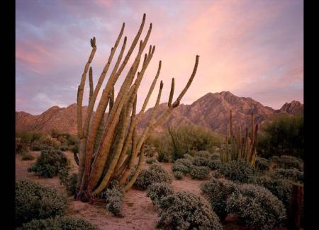 An organ pipe cactus in front of a pink and purple evening sky and mountains.