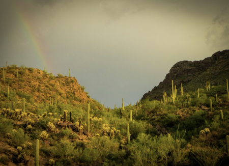 A desert pass studded with saguaros 