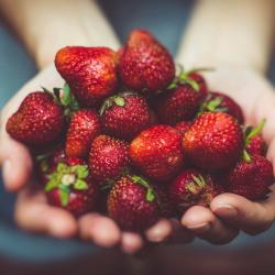 Pale hand holding strawberries