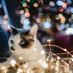 Black and white cat entangled in white holiday lights