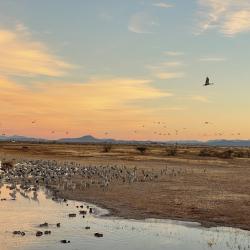 sandhill cranes in a draw