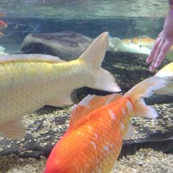 a small pale toddler hand reaches into a fish tank with white and golden fish