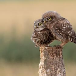 Two owls sitting on a tree stump